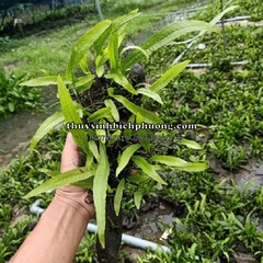 DƯƠNG XỈ JAVA BUỘC LŨA TỰ NHIÊN