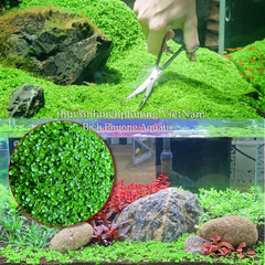 KHAY TRÂN CHÂU NGỌC TRAI (Micranthemum 'Monte Carlo' ) - CÂY THỦY SINH