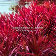 ROTALA SUPER RED - CÂY THỦY SINH