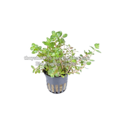 ROTALA SUPER RED - CÂY THỦY SINH