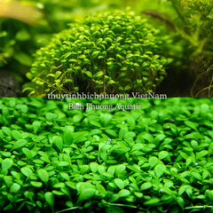 TRÂN CHÂU NHẬT (Glossostigma elatinoides) - CÂY THỦY SINH