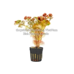 RONG LA HÁN ĐỎ - CÂY THỦY SINH