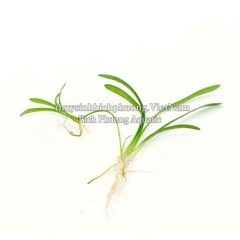 CÂY CỎ THÌA THỦY SINH
