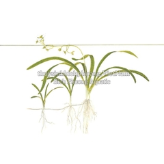 CÂY CỎ THÌA THỦY SINH