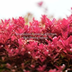 CHIHIROS B SERIES – ĐÈN LED HỒ CÁ THỦY SINH