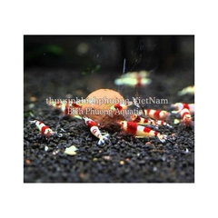 ADA BACTER BALL - VI SINH VIÊN NÉN