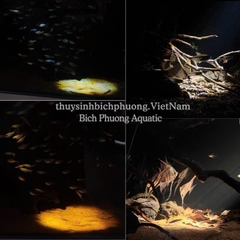 ĐÈN LED RỌI CHIHIROS Z TINY 6W ĐÃ BAO GỒM ADAPTER