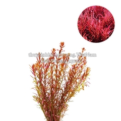 ROTALA H’RA (VẨY ỐC ĐỎ CAM) - CÂY THỦY SINH