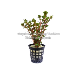 ROTALA H’RA (VẨY ỐC ĐỎ CAM) - CÂY THỦY SINH