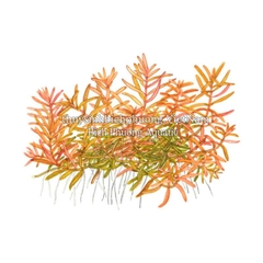 ROTALA H’RA (VẨY ỐC ĐỎ CAM) - CÂY THỦY SINH