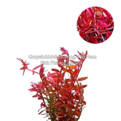 ROTALA COLORATA (VẨY ỐC ĐỎ HỒNG) - CÂY THỦY SINH