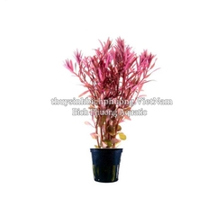 ROTALA COLORATA (VẨY ỐC ĐỎ HỒNG) - CÂY THỦY SINH