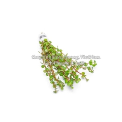 ROTALA PEARL (VẨY ỐC NGỌC TRAI) - CÂY THỦY SINH