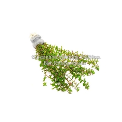 ROTALA PEARL (VẨY ỐC NGỌC TRAI) - CÂY THỦY SINH