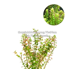 ROTALA PEARL (VẨY ỐC NGỌC TRAI) - CÂY THỦY SINH