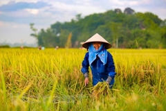 Chuyển đổi số trong ngành phân bón: từ hội thảo ruộng đồng đến sàn thương mại điện tử