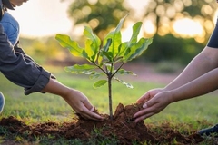 5 sai lầm phổ biến khi bón phân khiến cây “ăn không vào”