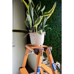 Thang nhôm chữ A Nikawa NKD-03 New