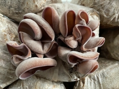 Quy trình nuôi trồng nấm mộc nhĩ theo hướng hữu cơ