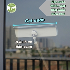 Cây lau kính Oday C5