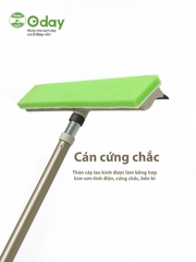 Cây lau kính Oday C3