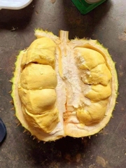 Sầu Sữa Khánh Sơn