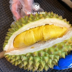 Sầu riêng Musang King