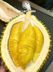 Sầu riêng Musang King