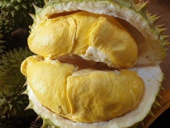 Sầu Sữa Khánh Sơn