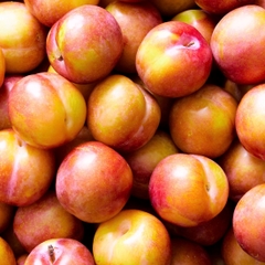 Mận Mỹ October