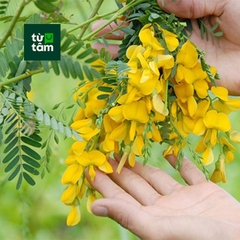 Bông Điên Điển | 160g