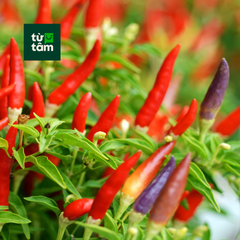 Ớt Chỉ Thiên | 50g