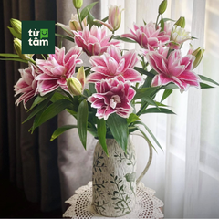 Hoa Ly Kép | 5 Cành