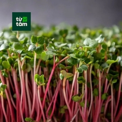 Rau Mầm Củ Cải Đỏ | 200g