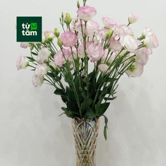 Cát Tường | 5 Cành