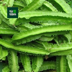 Đậu Rồng | 300g