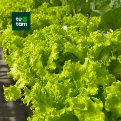 Xà Lách Lô Lô Xanh | 300g