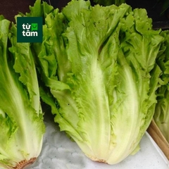 Xà Lách Carol | 250-300g