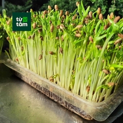 Rau Mầm Rau Muống | 200g