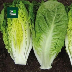 Xà Lách Romaine | 300g