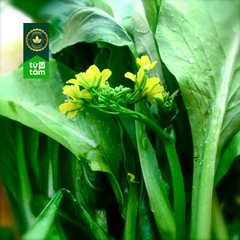 Hữu Cơ _ Cải Ngồng | 250g