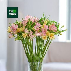 Hoa Thuỷ Tiên | 10 Cành