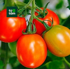 Cà Chua Trứng | 400g