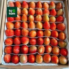 Dâu Đà Lạt size 64 | 500g