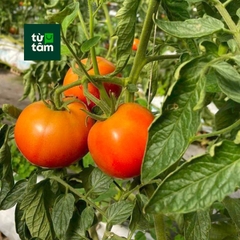 Cà Chua Beef | 450-500g