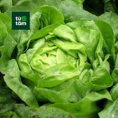 Xà Lách Mỡ | 180-200g