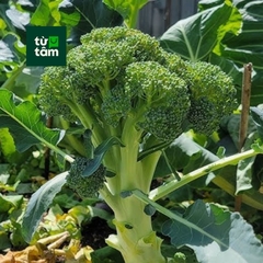Bông Cải Xanh | 250-300g