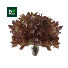 Xà Lách Friese Tím | 150g