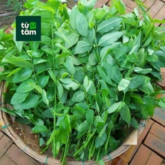 Bồ Ngót | 300g