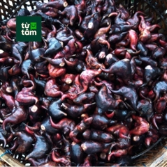 Củ Ấu Sống | 1000g